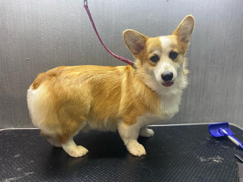 Экспресс линька корги с окантовкой