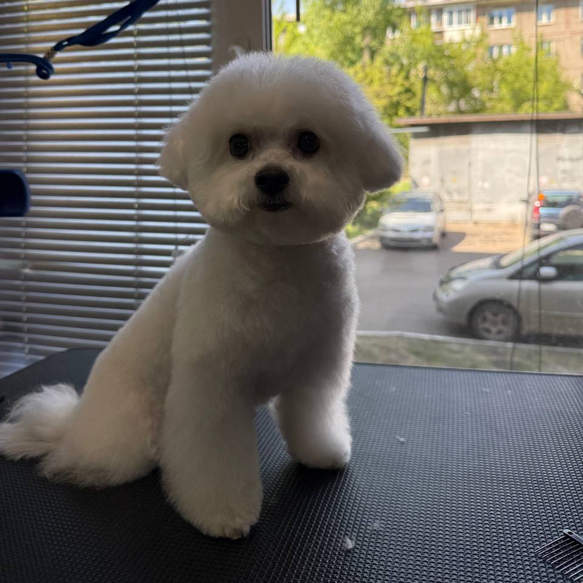 Комплексная стрижка бишон