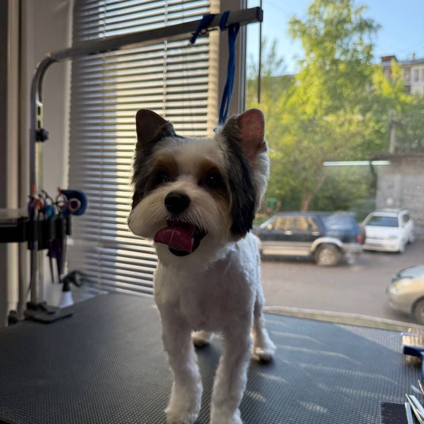 Комплексная стрижка бивер йорк