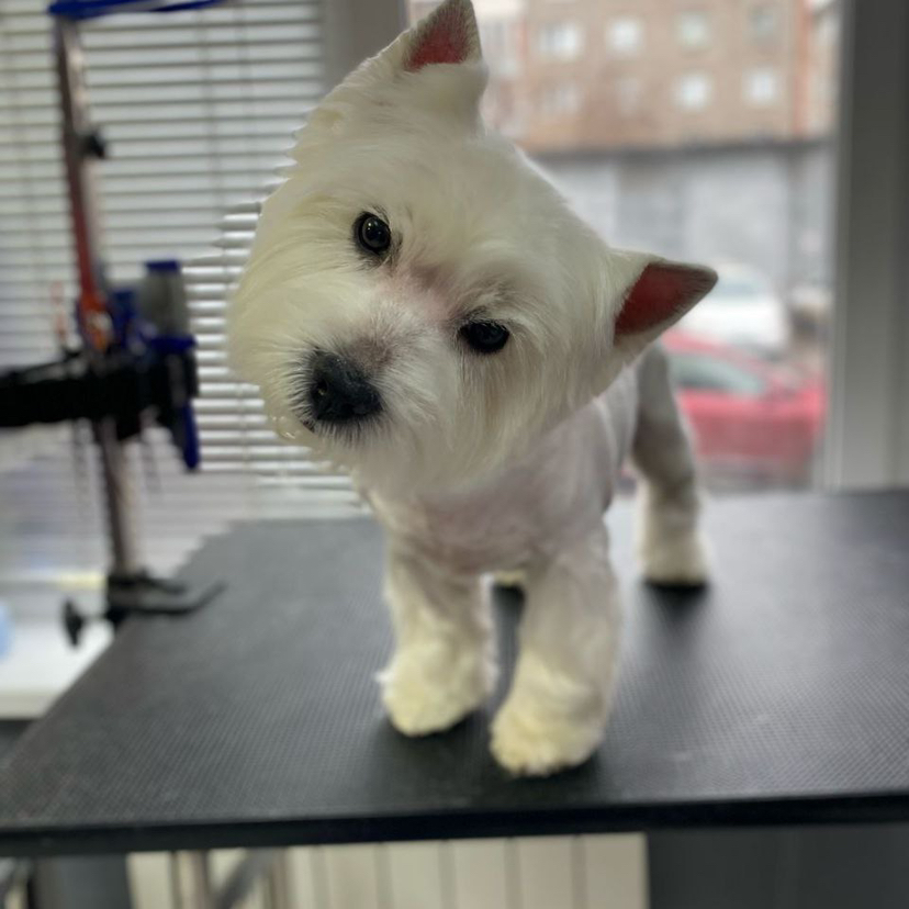 Стрижка  под машинку Вест Хайленд Уайт терьер