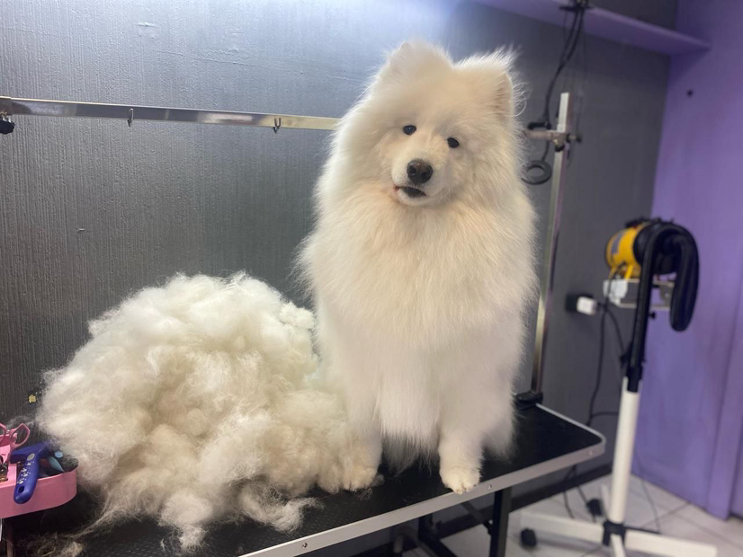 Экспресс-линька самоед