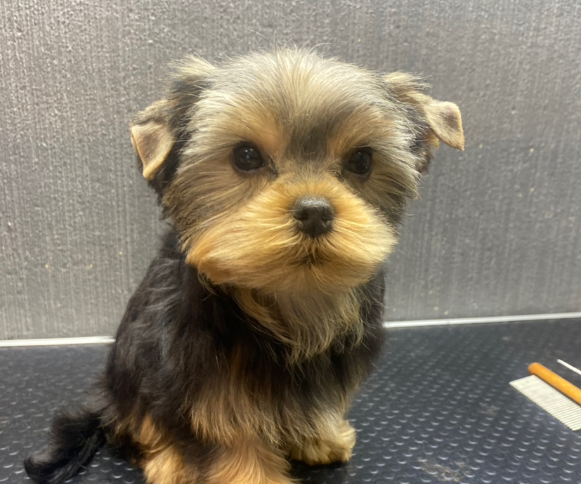 Гигиеническая стрижка йоркширский терьер