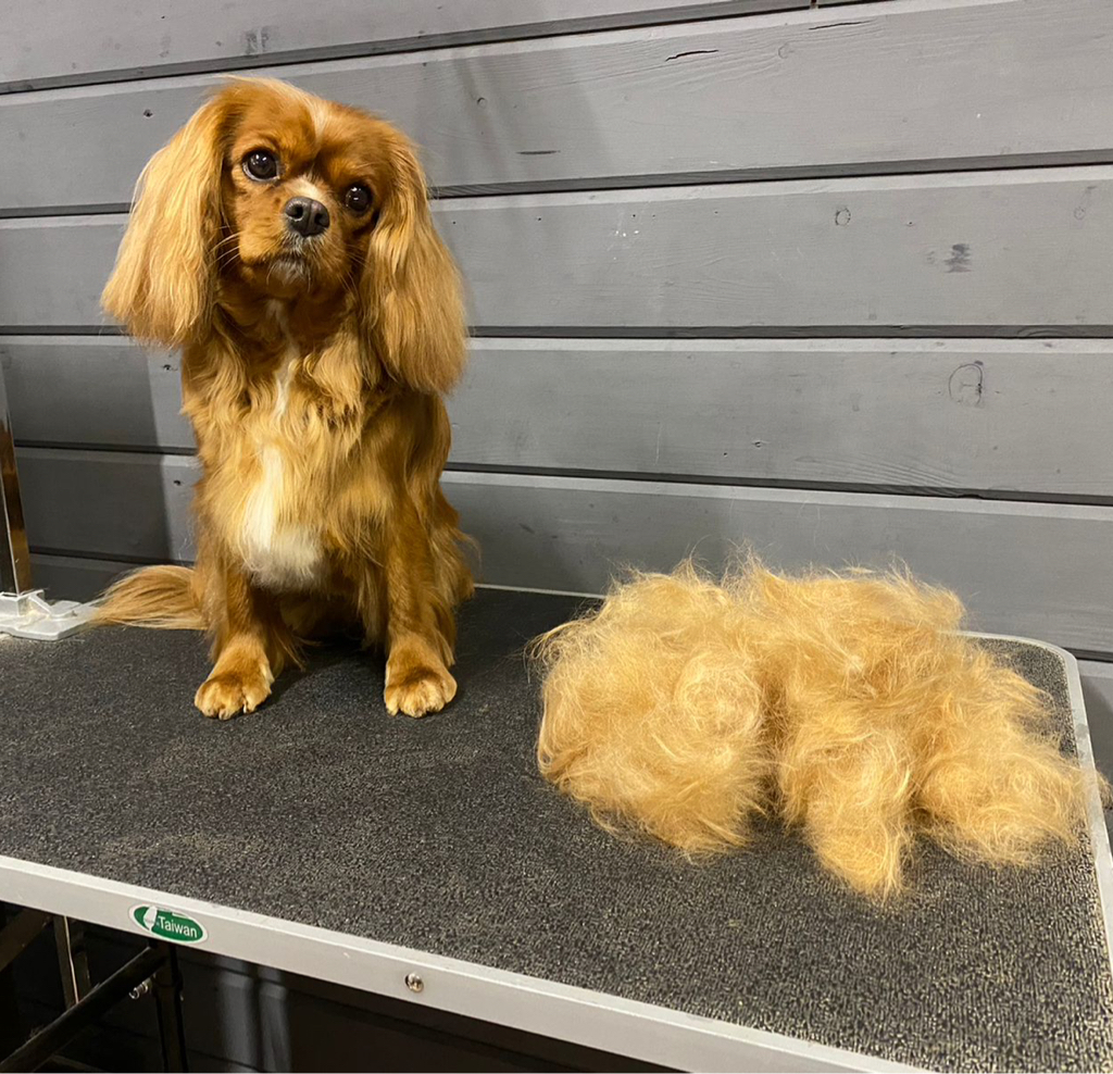 Кавалер кинг чарльз спаниель модельно