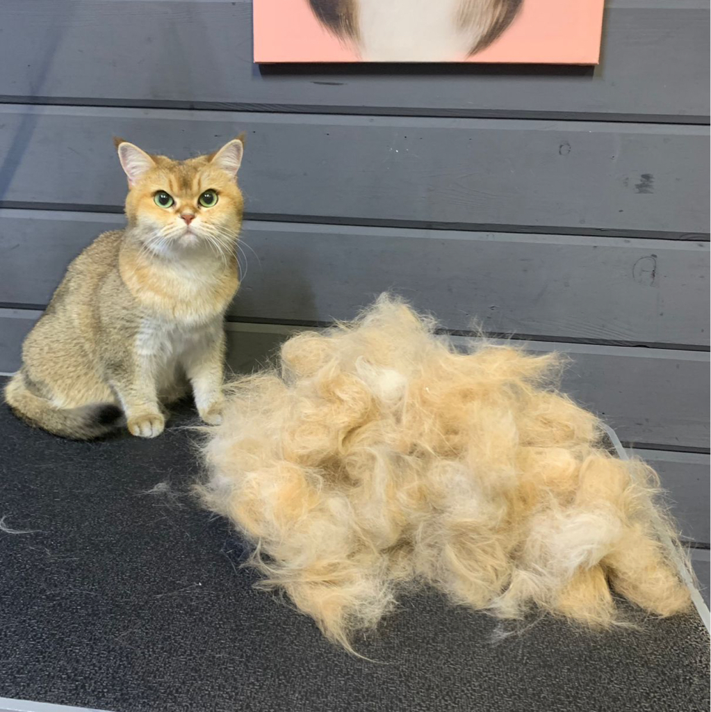 Вычес кота с мытьем