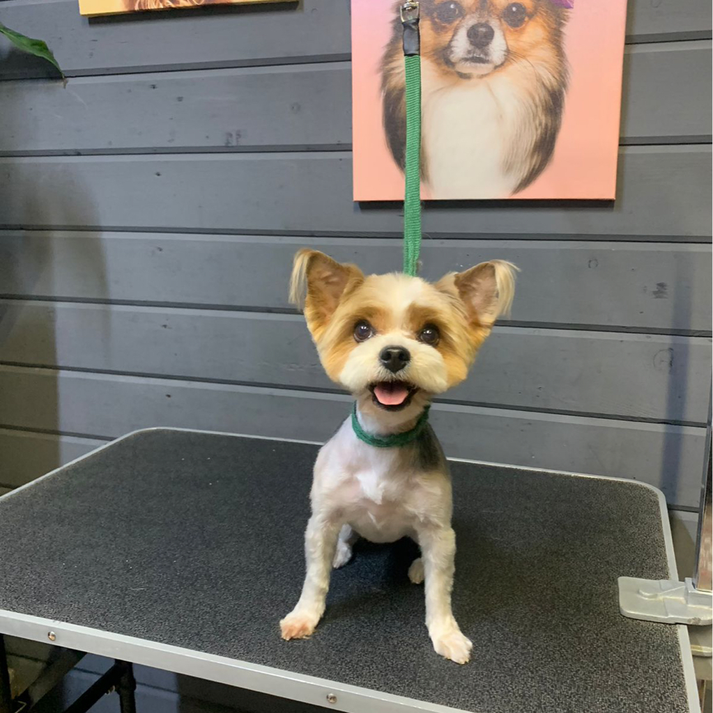 Бивер йоркширского терьера