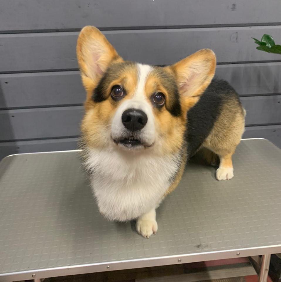 Корги комплекс со стрижкой