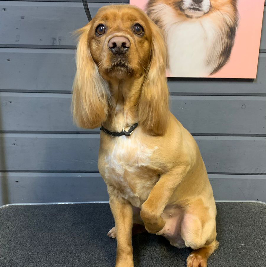 Английский кокер-спаниель под машинку