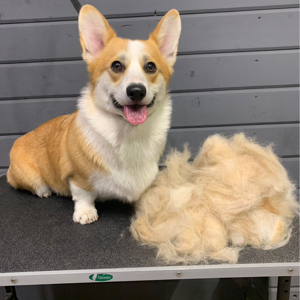 Корги комплекс без стрижки