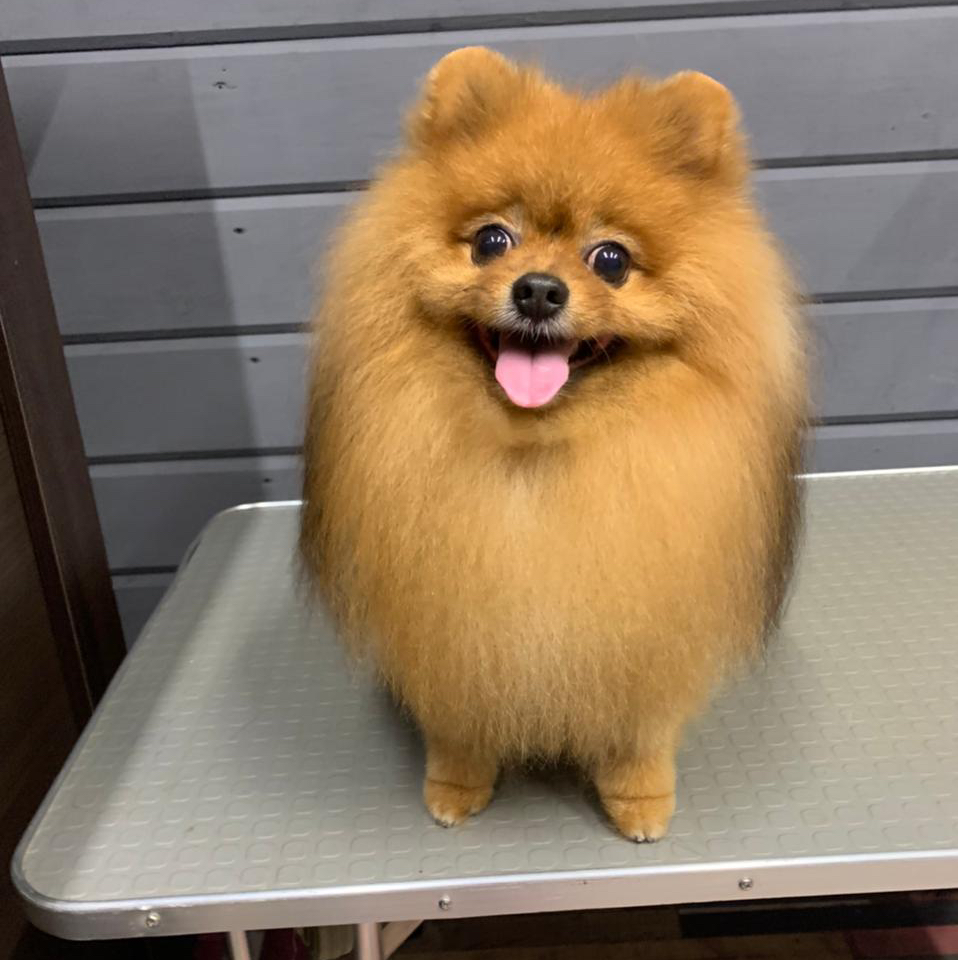 Шпиц гигиеническая стрижка