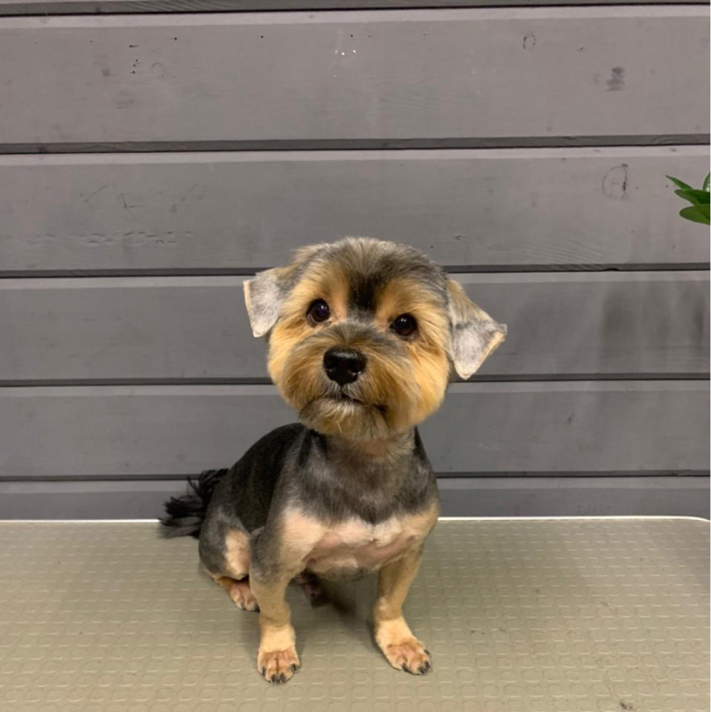 Стрижка йорка комплексная