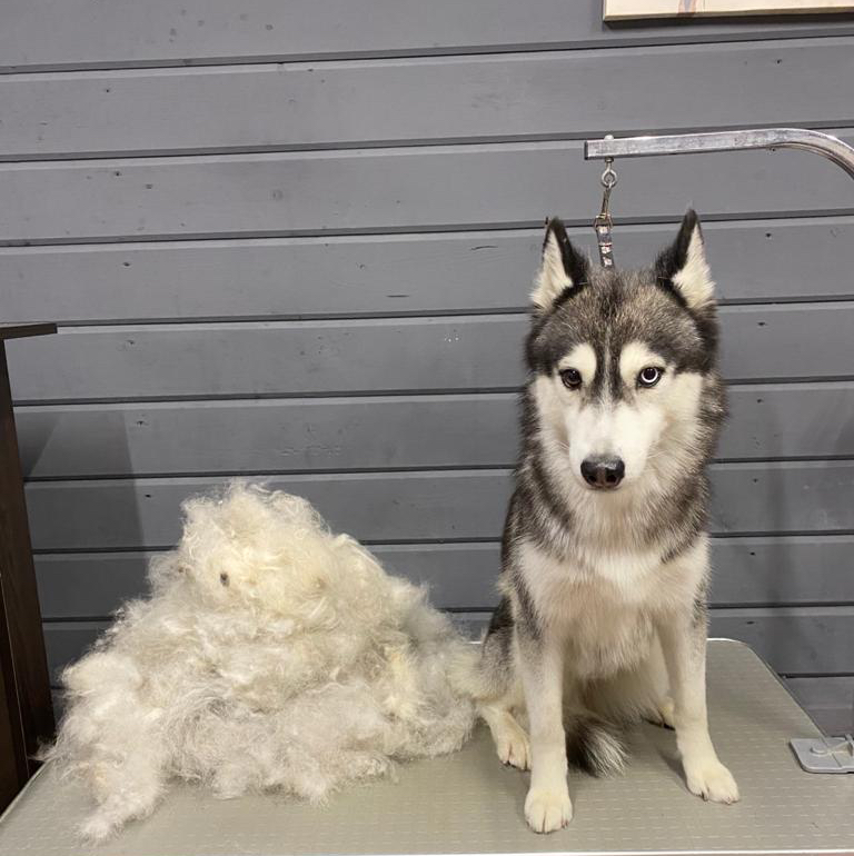 Сибирский хаски