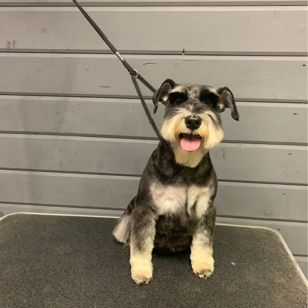 Цвергшнауцер