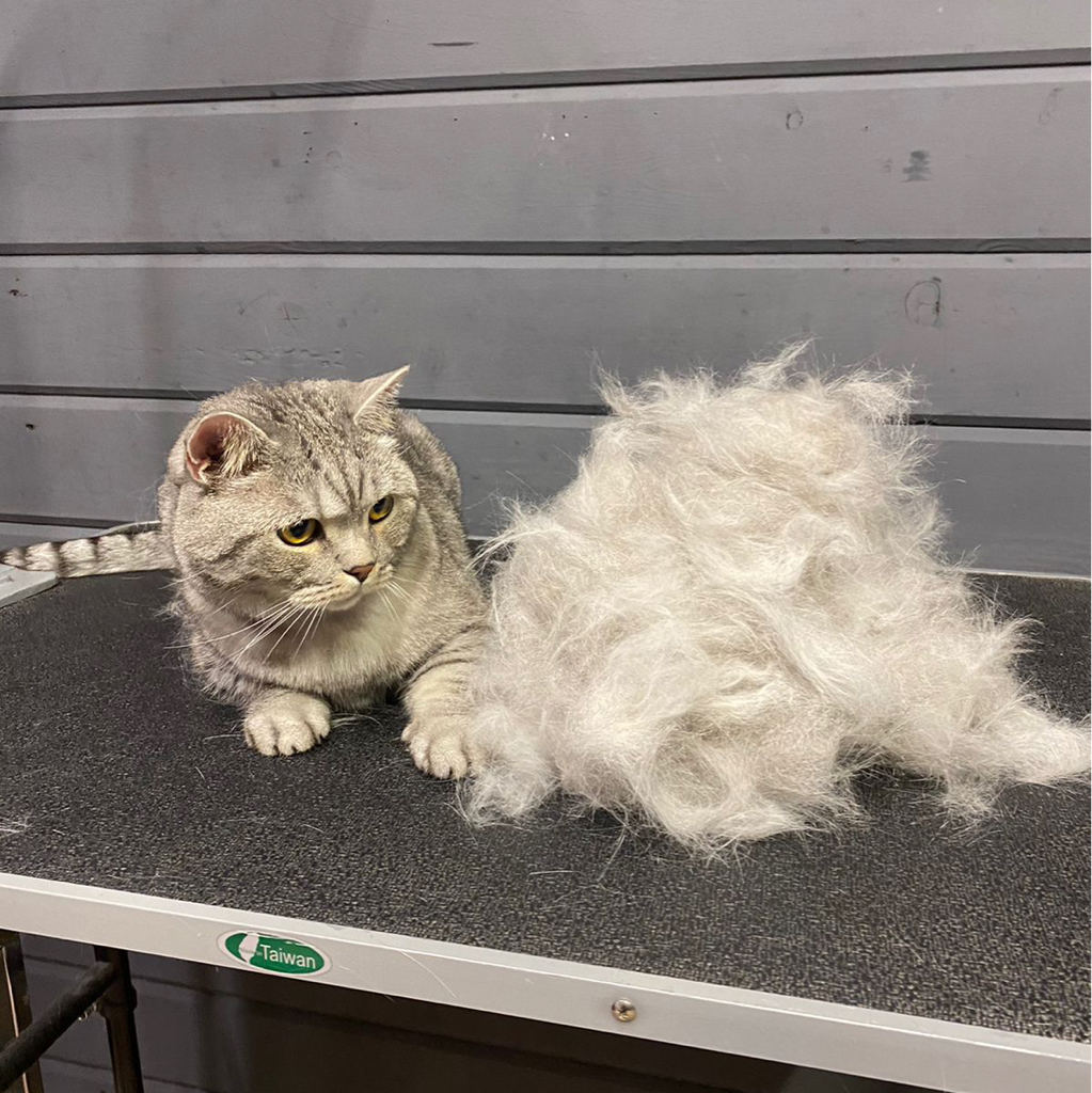 Вычес кота без мытья