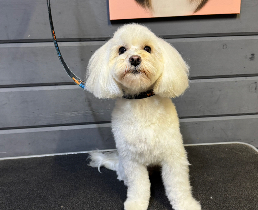 Мальтипу модельно