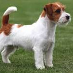 Джек рассел терьер жесткошерстный/брокен (парсон) (тримминг)