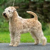 Ирландский мягкошерстный пшеничный терьер (гигиена с мытьем)