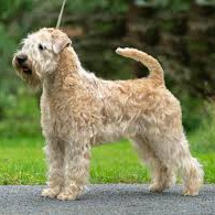 Ирландский мягкошерстный пшеничный терьер (гигиена с мытьем)