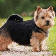 Норвич терьер (комплекс) стрижка