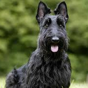 Скотч терьер (гигиена с мытьём)