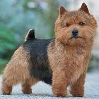 Норвич терьер (тримминг)