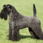 Керри блю терьер (комплекс)