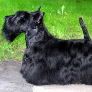 Скотч терьер (комплекс) стрижка