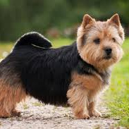 Норвич терьер (комплекс) стрижка