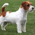 Джек рассел терьер жесткошерстный/брокен (парсон) (тримминг)