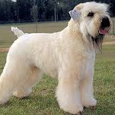 Ирландский мягкошерстный пшеничный терьер (комплекс)