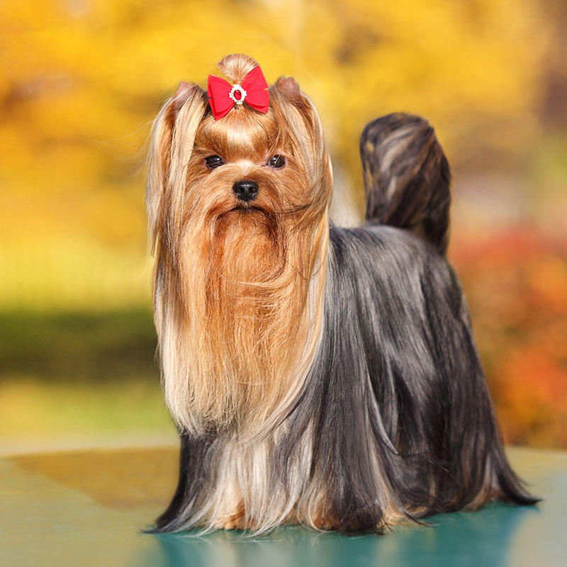 Йоркширский терьер (гигиена с мытьём)