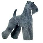 Керри блю терьер (гигиена с мытьем)