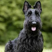 Скотч терьер (гигиена с мытьём)