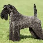 Керри блю терьер (комплекс)