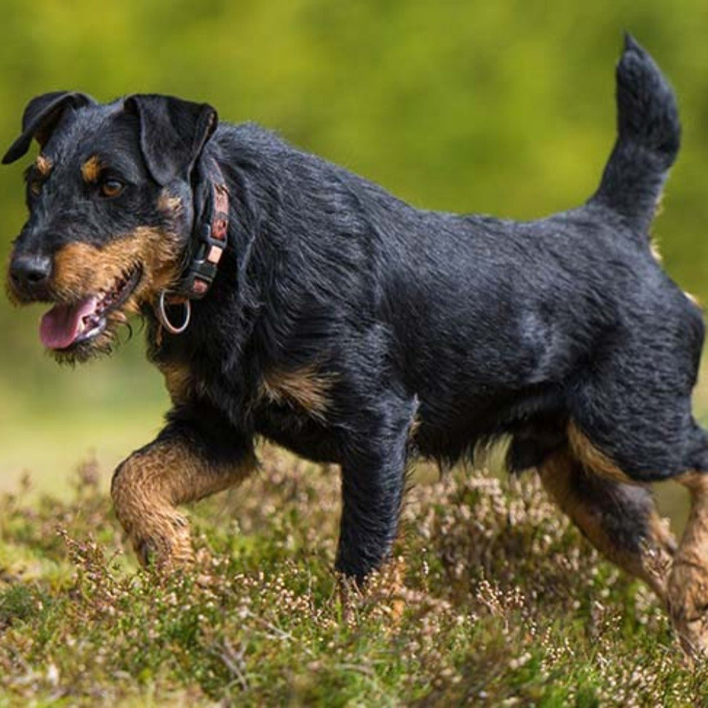 Ягдтерьер жесткошерстный  (тримминг)