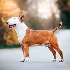 Бультерьер стандартный (вычес+мытьё+сушка)