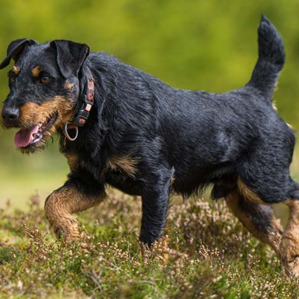 Ягдтерьер жесткошерстный  (тримминг)