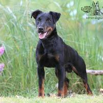 Ягдтерьер гладкошерстный (вычес + мытье +сушка)