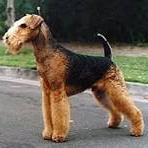 Эрдельтерьер (тримминг)