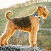 Эрдельтерьер (комплекс) стрижка