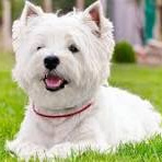 Вест хайленд уайт терьер (гигиена с мытьем)