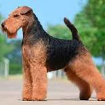 Вельштерьер (тримминг)