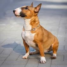 Бультерьер мини (вычес+мытье+сушка)