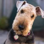 Эрдельтерьер (гигиена с мытьем)