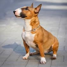 Бультерьер (мини) (вычес+мытьё+сушка)