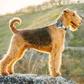 Эрдельтерьер (комплекс) стрижка