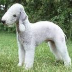 Бедлингтон терьер (гигиена с мытьем)