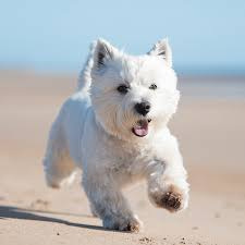 Вест хайленд уайт терьер (комплекс) стрижка