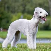 Бедлингтон терьер (комплекс)