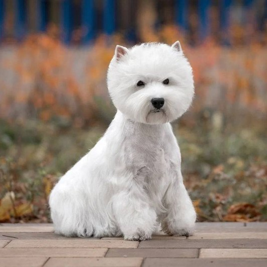 Вест хайленд уайт терьер (тримминг)
