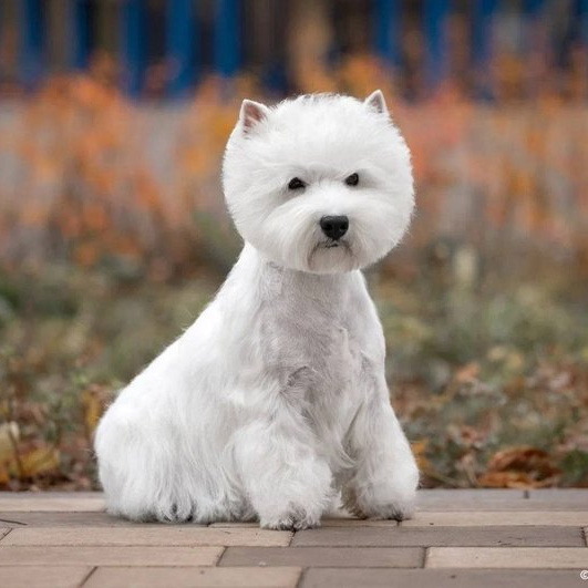 Вест хайленд уайт терьер (тримминг)